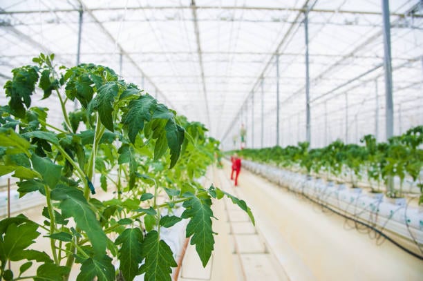 Coco Grow Bags