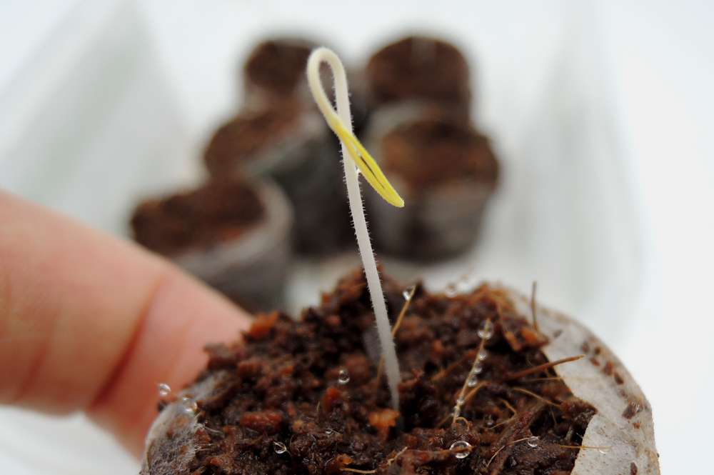 5 days old tomato seedling growing in a coir pellet 