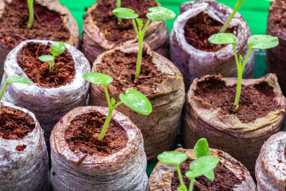 Coco coir Seed Starters growing small plants
