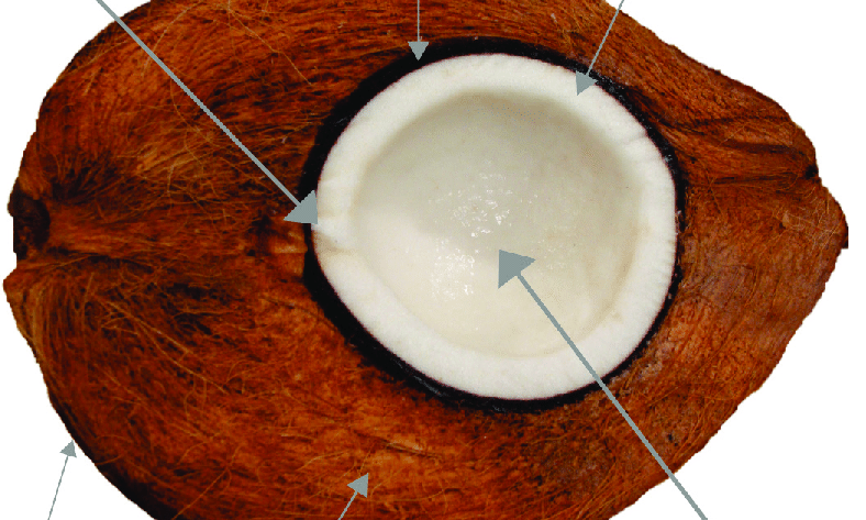 physical sturcture of coconut