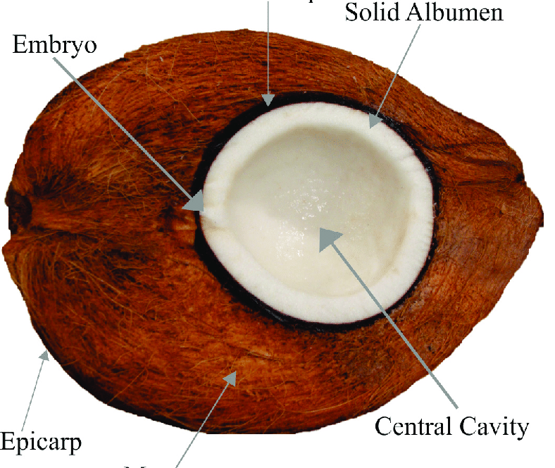 physical sturcture of coconut