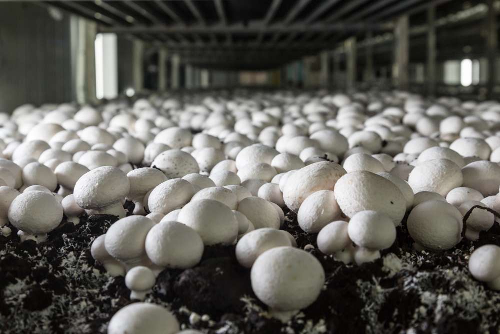 Champignons growing on a mushroom farm. Mushroom production industry on coco coir substrates