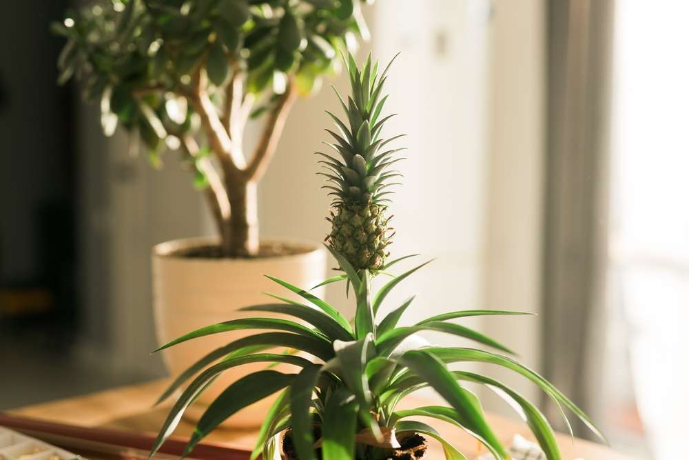 Growing pineapple at home with coco coir