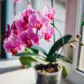 Coco Peat for Orchids: The Ultimate Growing Medium